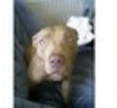 Woman admits keeping dog that attacked girl in Torquay